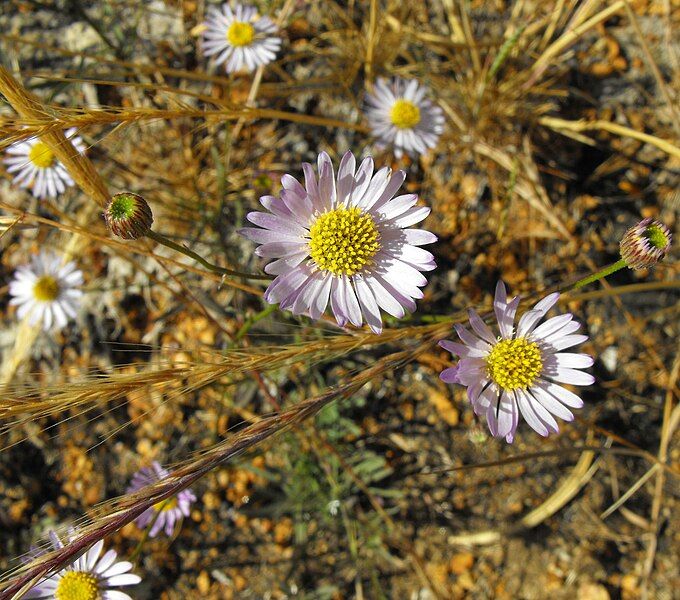 File:Erigeronfoliosus.JPG