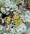 Eriogonum crocatum