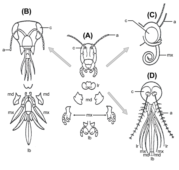 File:Evolution insect mouthparts.png