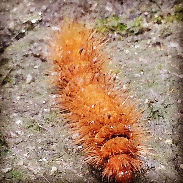 File:Fuzzy-Orange-Caterpillar.jpg