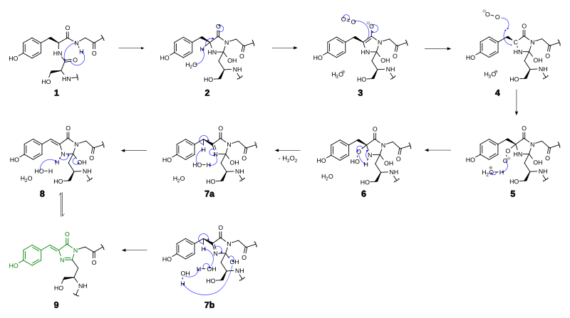 File:GFP mechanism.svg