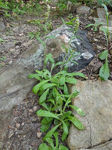 File:Gamochaeta pensylvanica plant.jpg