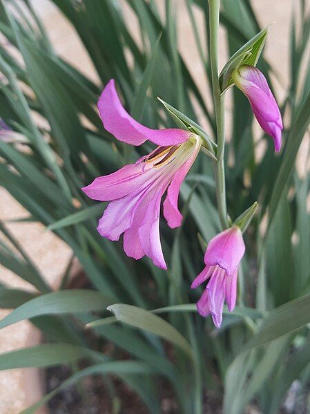 File:Gladiolus Italicus, Behbahan.jpg