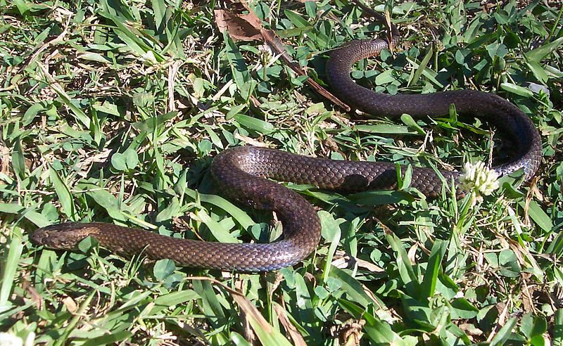 File:Golden Crowned Snake.jpg