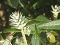 Gomphrena celosioides