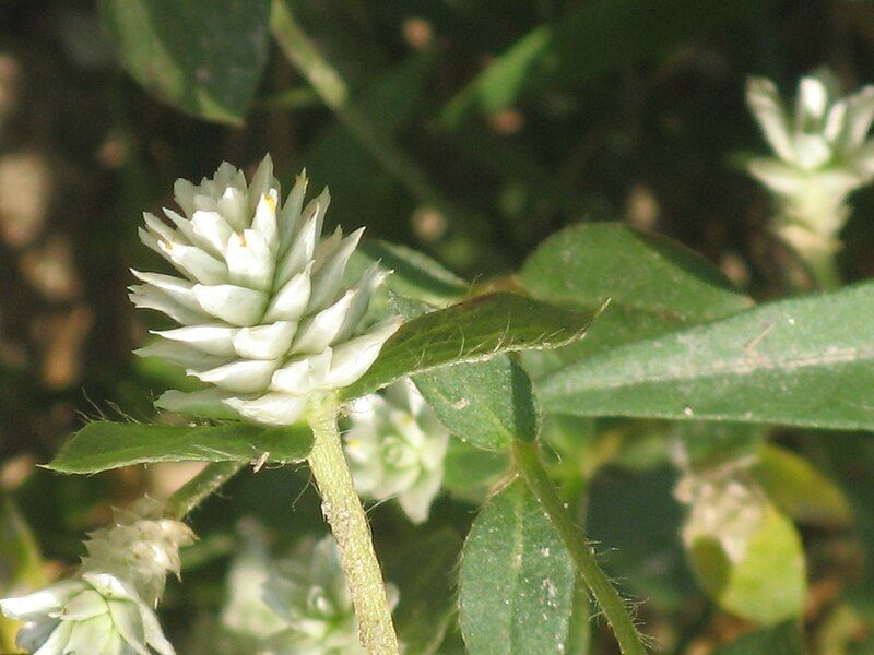 File:Gomphrena celosioidesRHu3.jpg