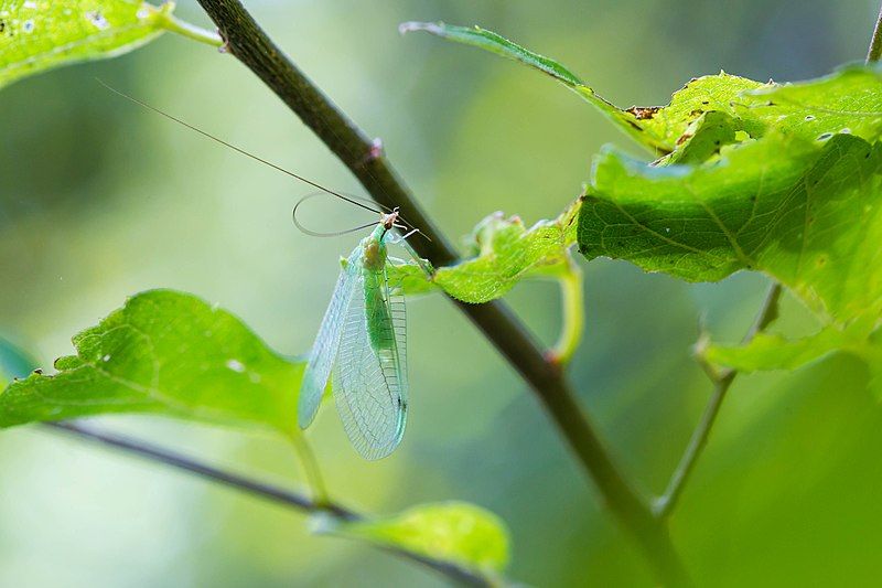 File:Green lacewing (45507849741).jpg