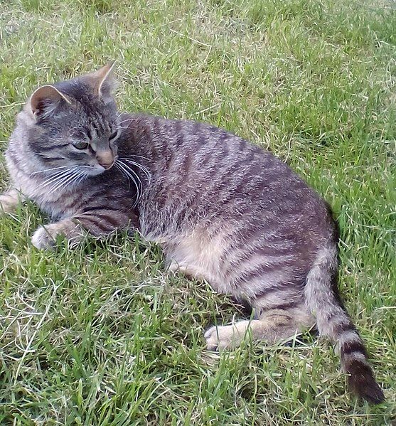 File:Grey tabby.jpg