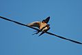 Barn Swallows (Hirunda rustica) mating on a power line