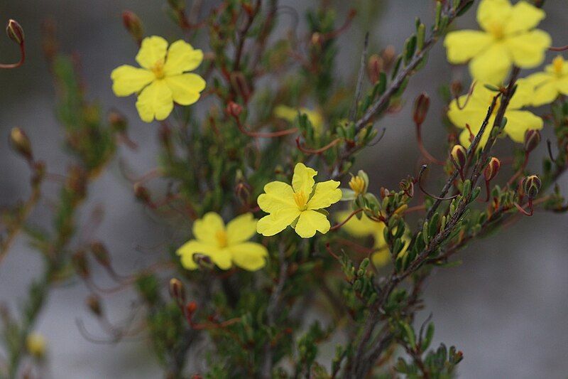 File:Hibbertia andrewsiana.jpg