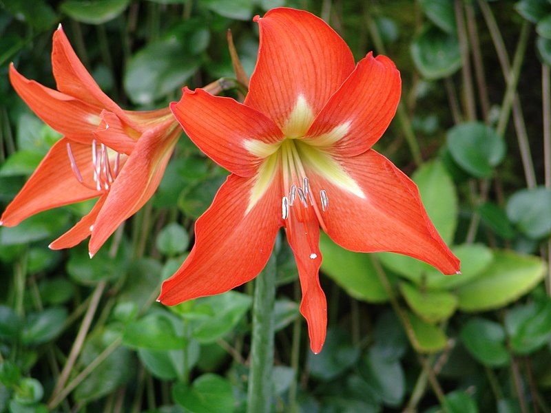 File:Hippeastrum reginae.jpg