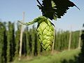 Credit: LuckyStarr Hops are a flower used primarily as a flavouring and stability agent in beer. The principal production centres for the UK are in Kent. More about Hops...