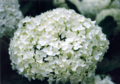 Hydrangea macrophylla, flowers