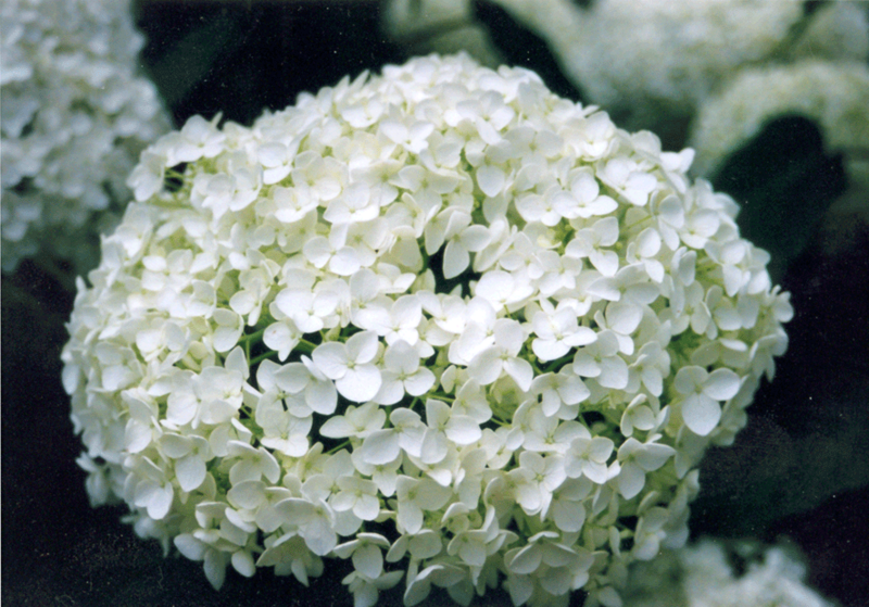 File:Hydrangea-heads-pale.png