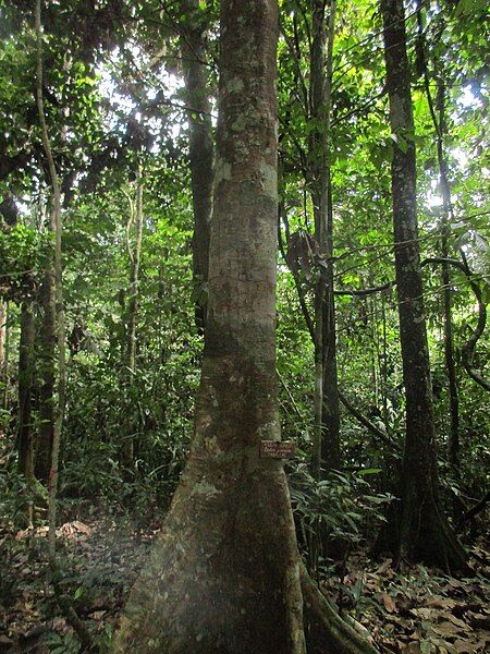 File:Hymenaea oblongifolia-azucar huayo.jpg