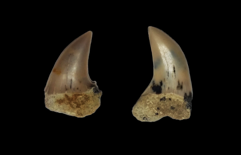 File:Isurus planus teeth.png