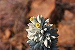 Flowers and buds