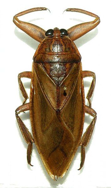 File:Lethocerus patruelis.jpg