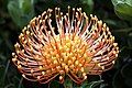 Flowerhead, Leucospermum praemorsum