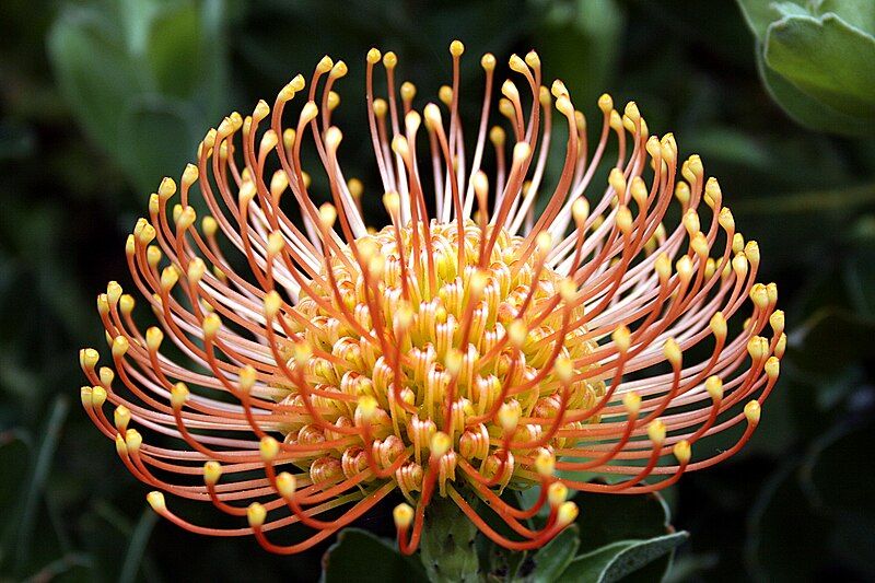 File:Leucospermum patersonii Funchal.jpg