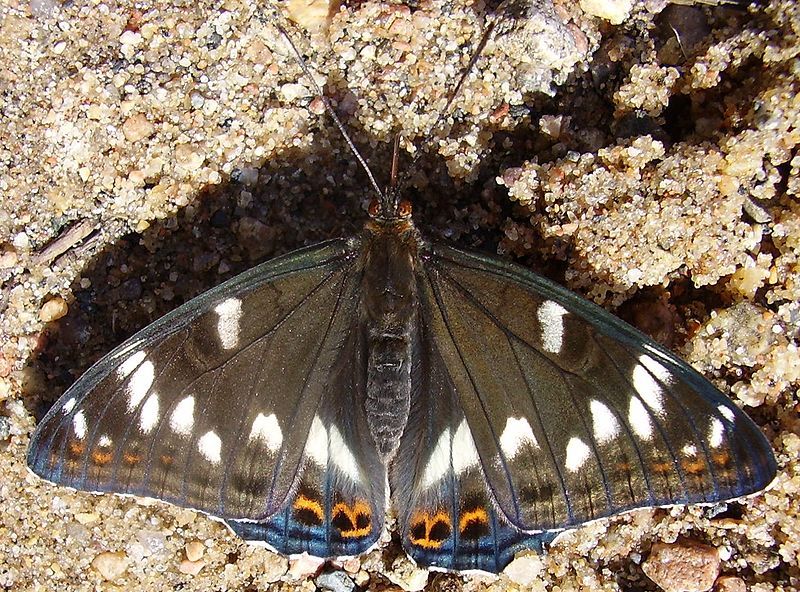 File:Limenitis populi-02.jpg