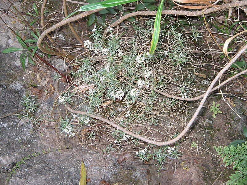 File:Lobularia canariensis.jpg