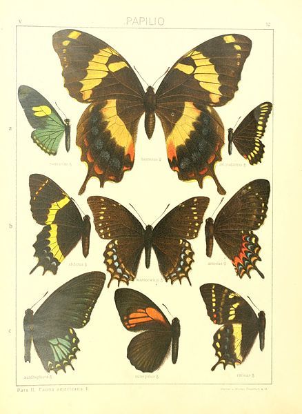 File:Macrolepidoptera15seit 0033.jpg