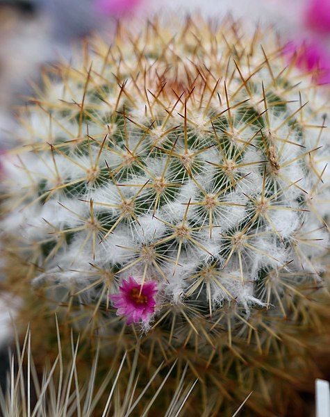 File:Mammillaria columbiana1.jpg