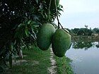 National tree: Mango