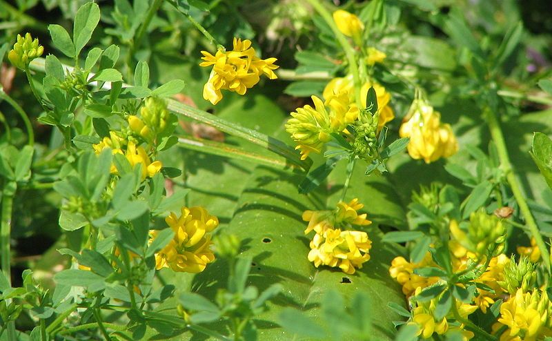 File:Medicago falcata bgiu.jpg