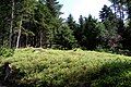 Blueberries in the undergrowth, Le Tholy.