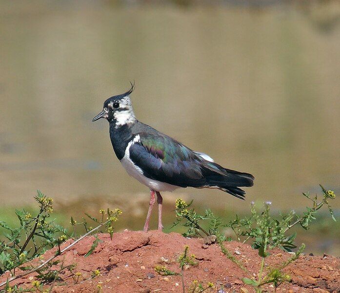 File:Northern Lapwing.jpg