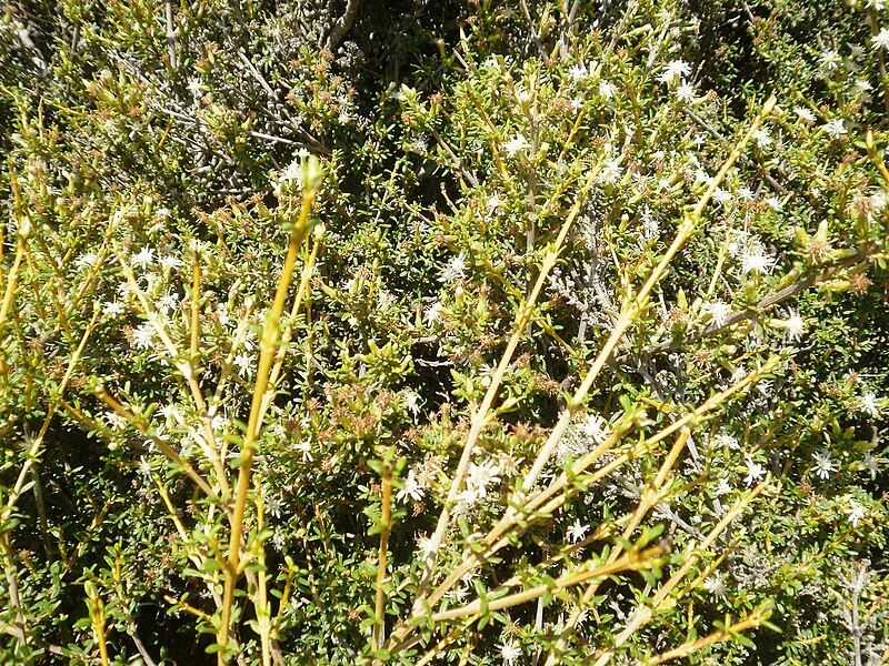 File:Olearia solandri 11.JPG