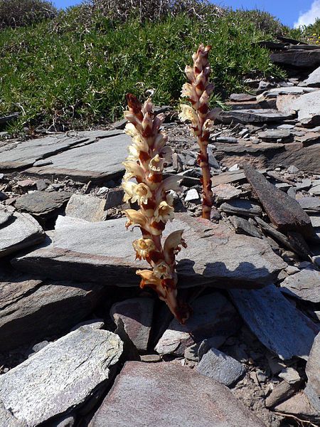 File:Orobanche latisquama2.JPG