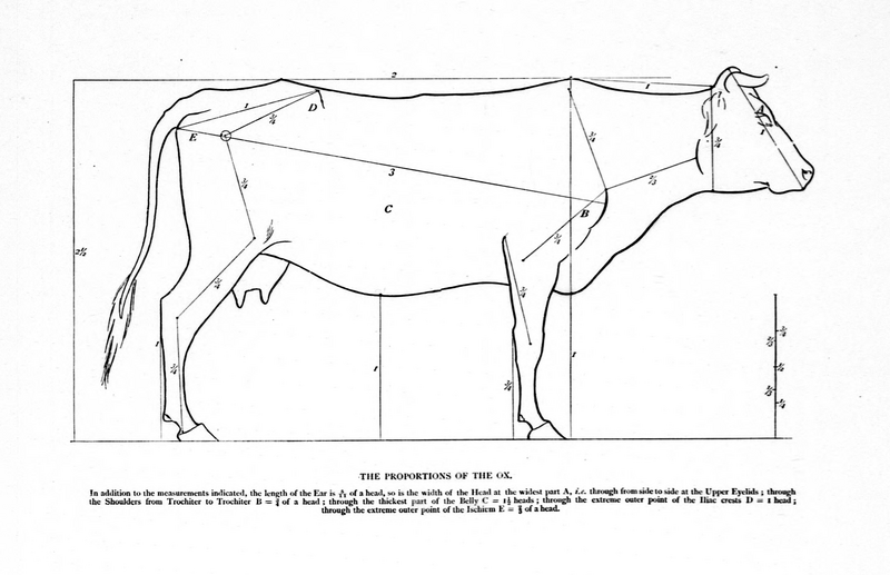 File:Ox shape Seton.png