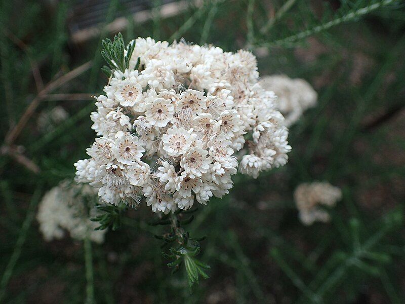 File:Ozothamnus diosmifolius flowers.jpg