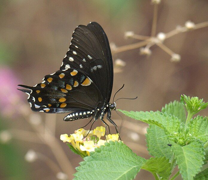 File:Papilio troilus P1260031a.jpg