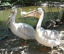 American white pelicans