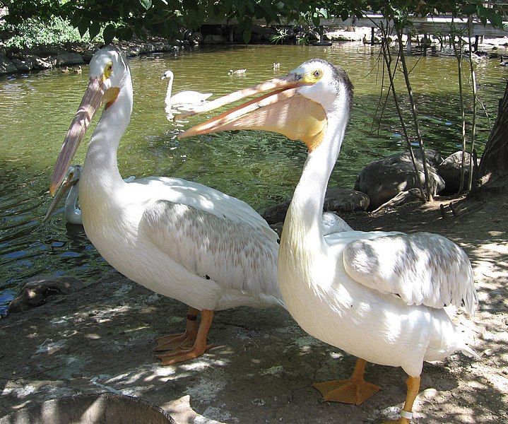 File:Pelicans at zoo2.jpg