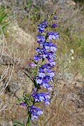 Flowers of Penstemon cyaneus