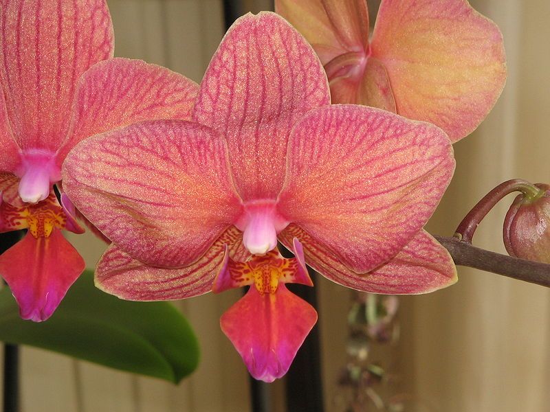 File:Phalaenopsis cv03a.jpg