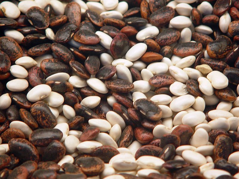 File:Phaseolus Beans.jpg