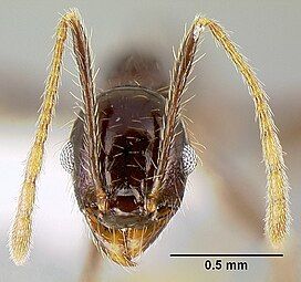 The head view of a "minor" worker of P. purpurea, with a scale to distinguish size