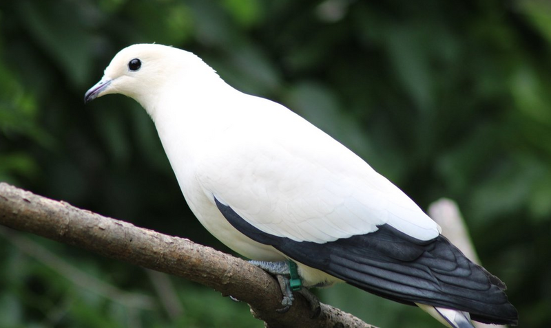 File:Pied-imperial-pigeon-kczoo.png