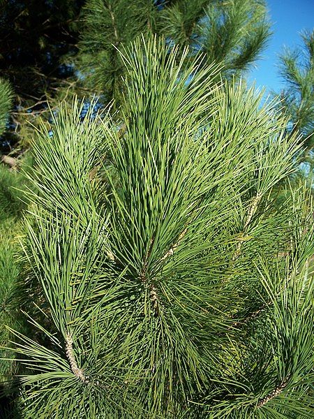 File:Pinus muricata-1.jpg