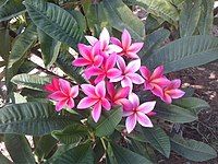 Plumeria blossoms on Tallac knoll