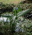 Pontederia sagittata