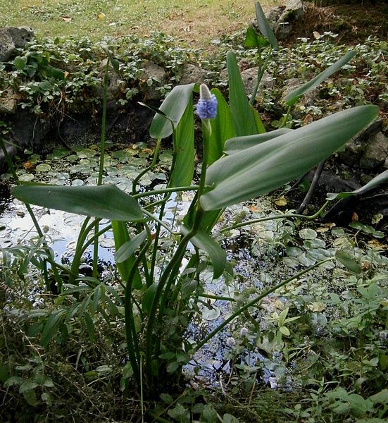 File:Pontederia sagittata01.jpg