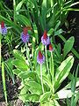 Primula vialii