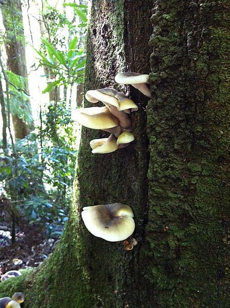 File:Rainforest Fungi.JPG